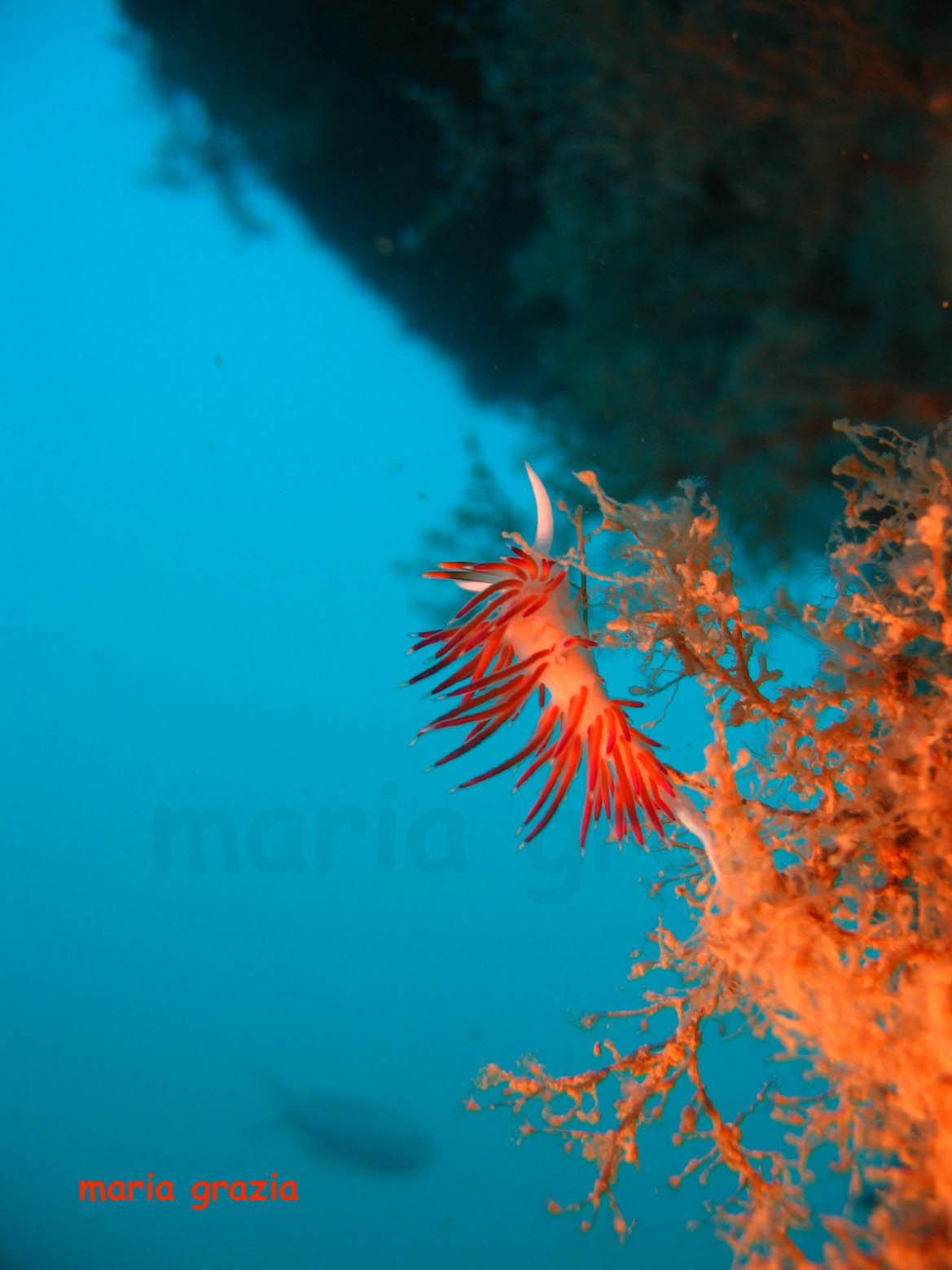 Flabellina sp.